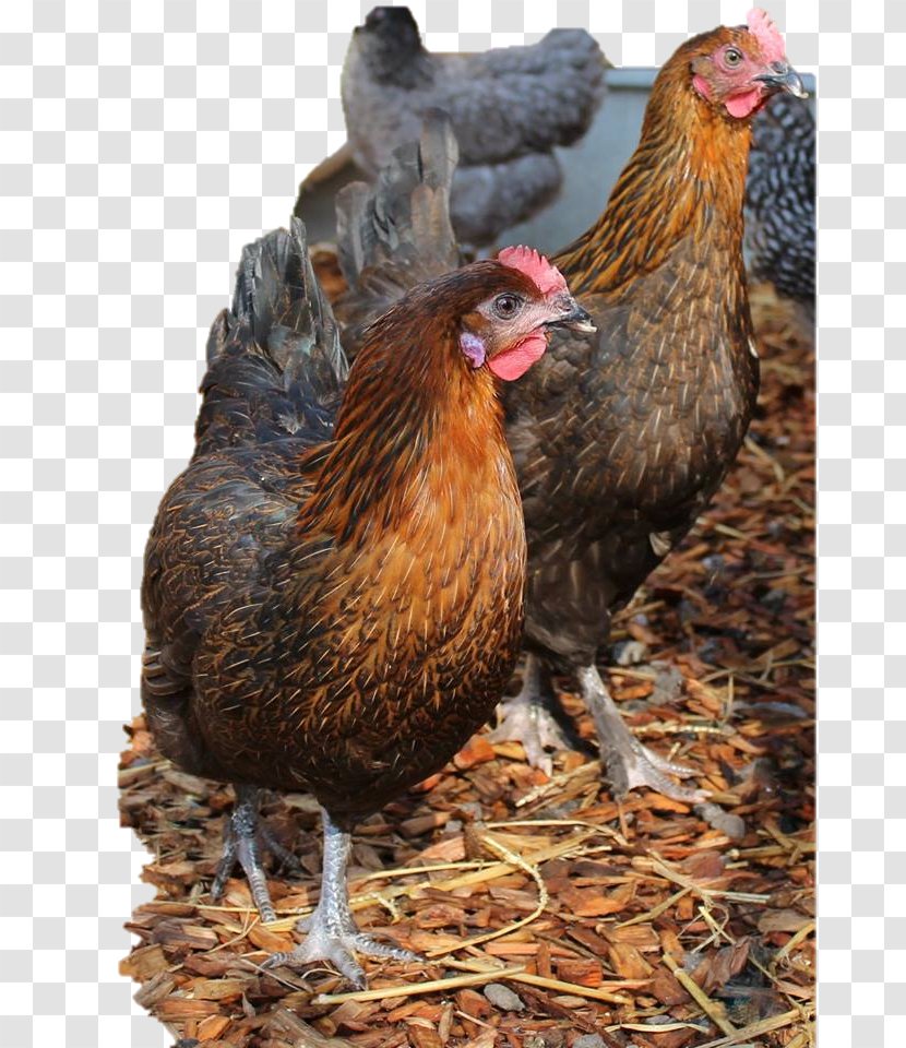 Rooster Chicken Coop Egg Hen Transparent PNG