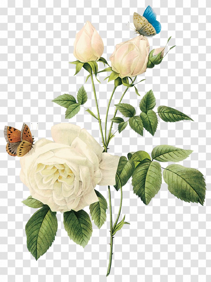 Rose Flower White - Image, Picture Transparent PNG