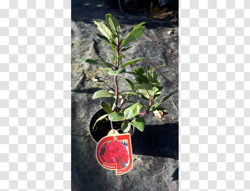 Tree Flowerpot Shrub Herb Leaf Transparent PNG