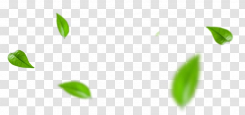 Green Desktop Wallpaper Close-up Leaf Computer - Enhance Strength Transparent PNG