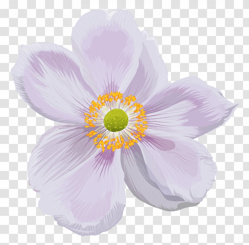 Background Flower - Perennial Plant - Wildflower Transparent PNG