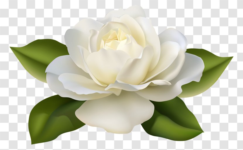 Rose White Flower Clip Art - Plant - Pale Yellow Transparent PNG