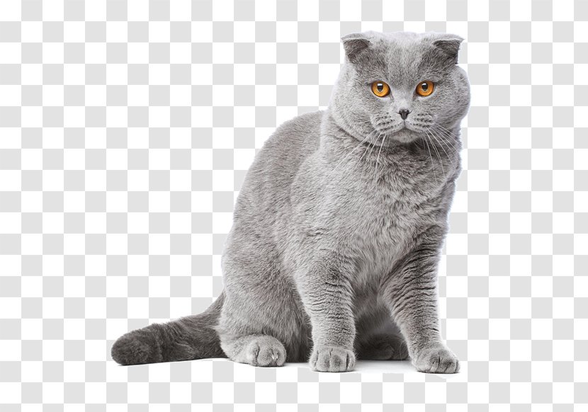 Chartreux British Shorthair Malayan Cat European Semi-longhair - American Wirehair - Dog Transparent PNG