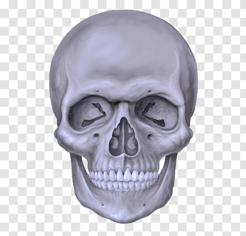 Face Bone Skull Head Jaw - Mouth - Drawing Transparent PNG