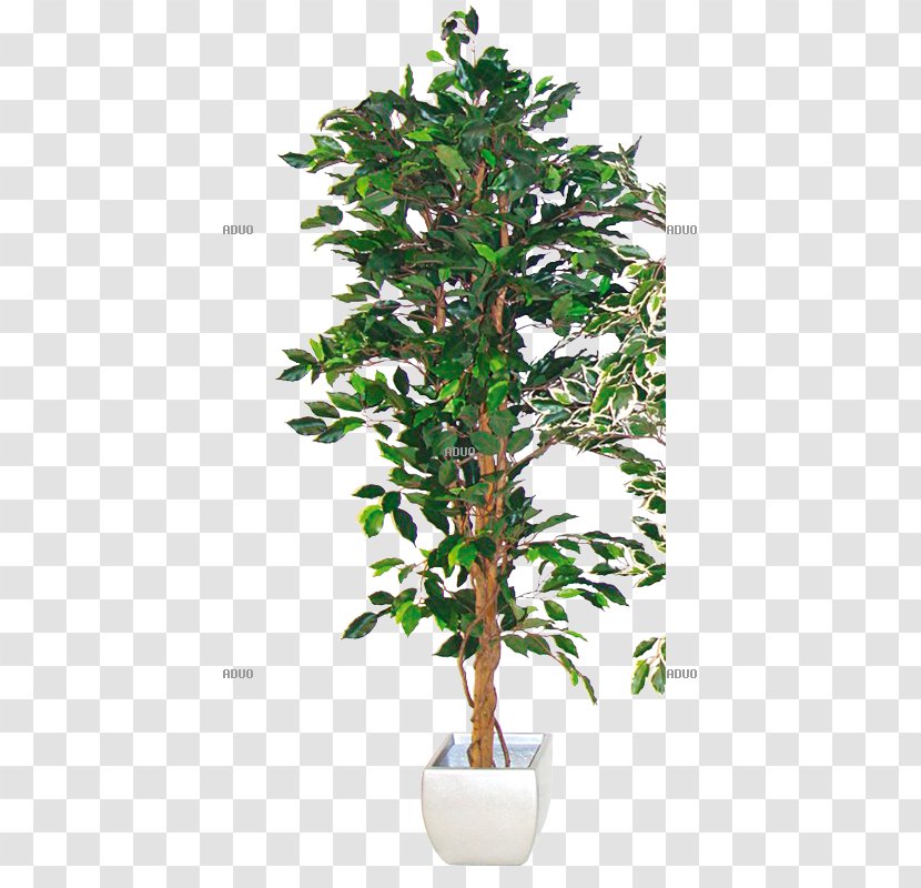 Weeping Fig Houseplant Fiddle-leaf Tree - Albizia Julibrissin - Plant Transparent PNG