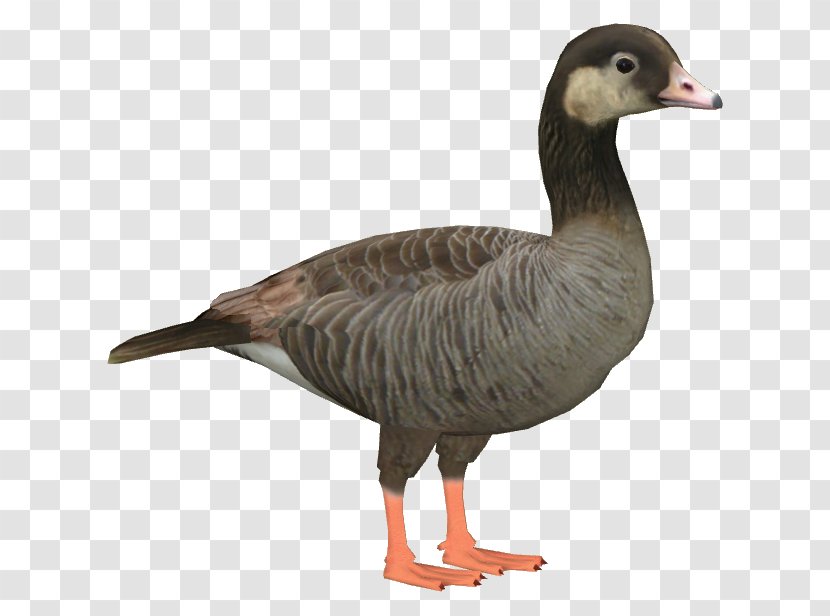 Goose Duck Wikia Bird - Waterfowl Transparent PNG