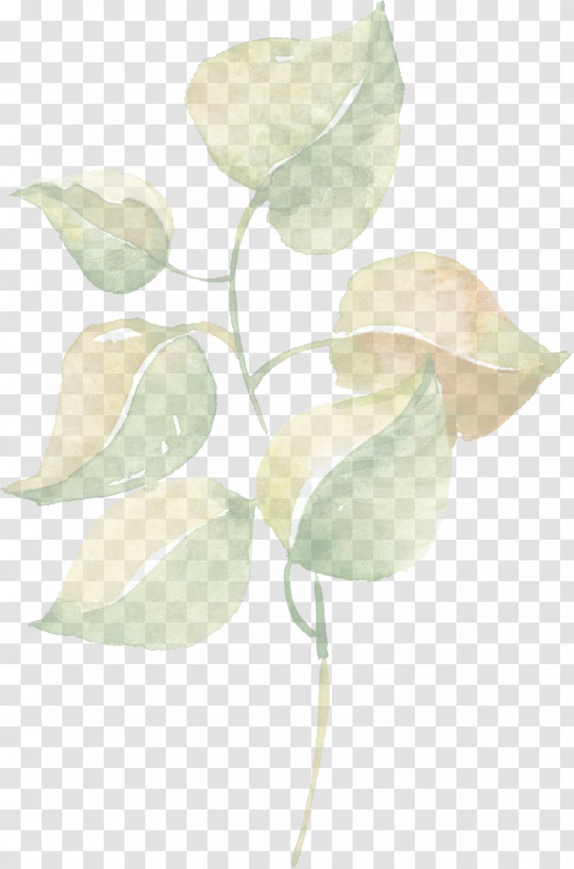 White Petal Leaf Flower Plant - Anthurium - Magnolia Branch Transparent PNG