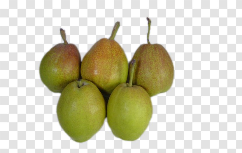 Asian Pear Pyrus Xd7 Bretschneideri Food - Pepino - Delicious Pears Transparent PNG
