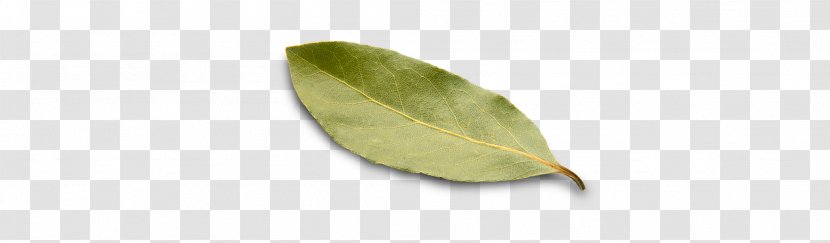 Leaf Transparent PNG