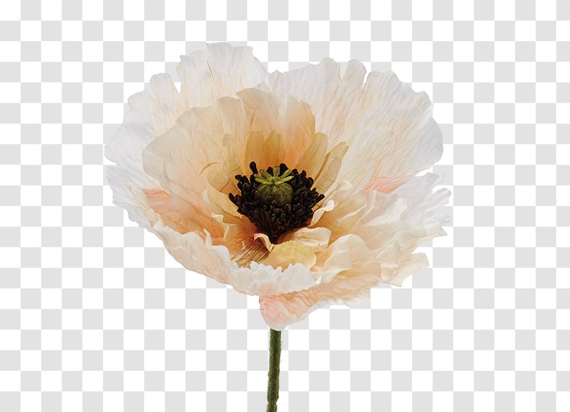 Cut Flowers Peony Anemone Petal - Poppy Transparent PNG