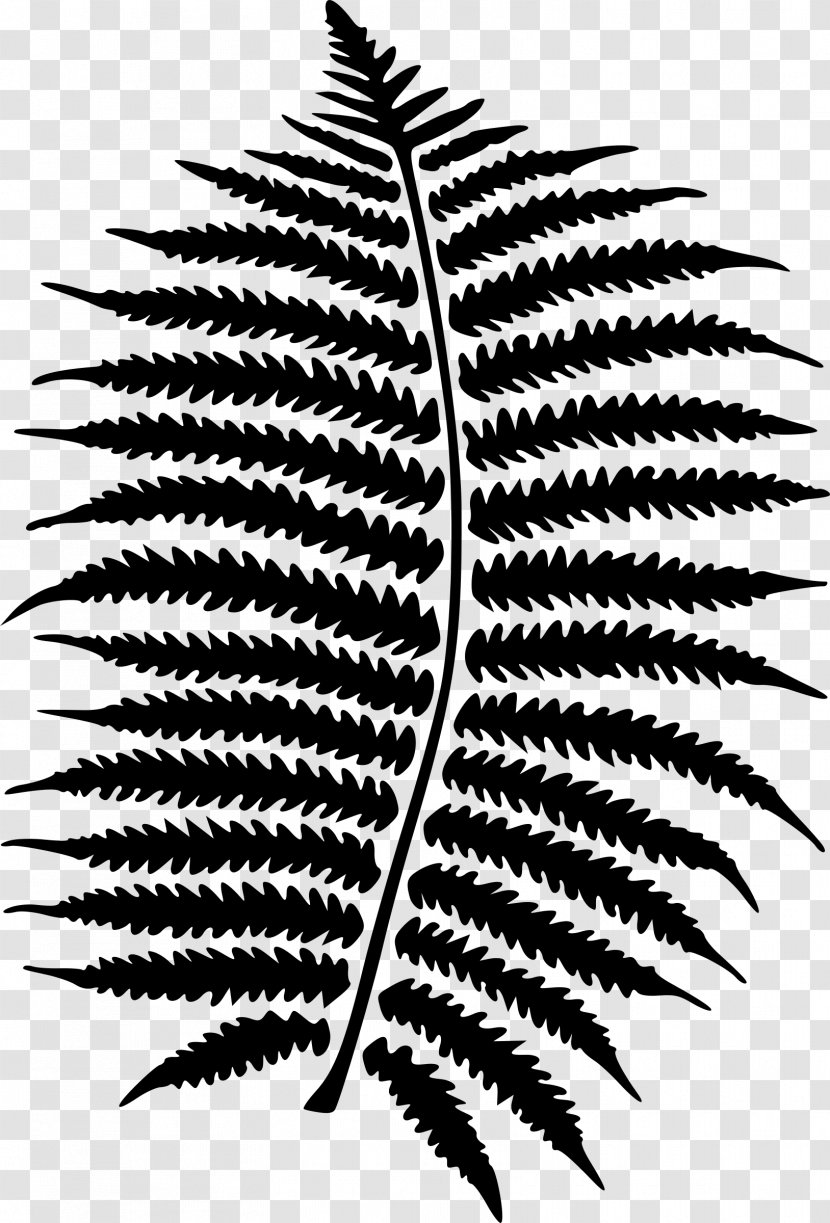 Fern Leaf Plants Poster Design - Blackandwhite Transparent PNG