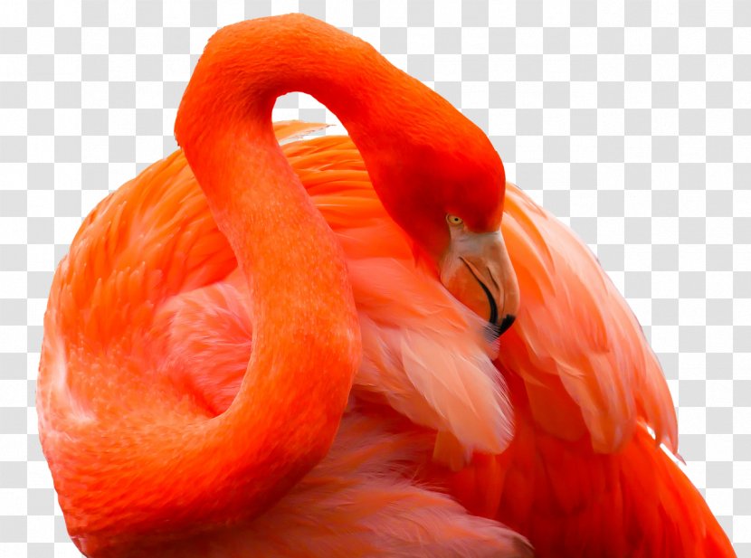 Bird Greater Flamingo Goose Galápagos Islands - Color Transparent PNG
