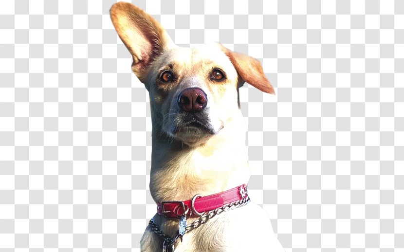 Dog Breed Collar Group (dog) - Swimming Pool Transparent PNG