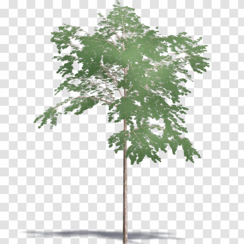 Branch Plant Stem Leaf - Tree - Toona Sinensis Transparent PNG