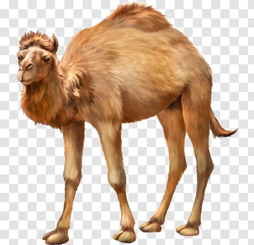 Bactrian Camel Dromedary Animal Herbivore - Like Mammal Transparent PNG