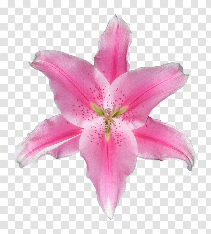 Lily Image Photograph Pixabay Pink - Plant - Easter White Flower Bunch Transparent PNG