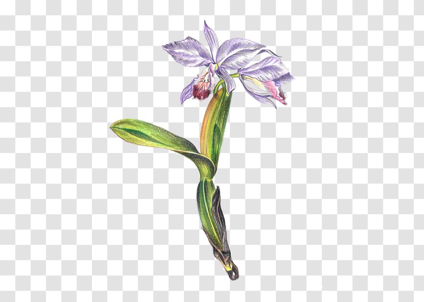 Jersey Lily Cut Flowers Cattleya Orchids Plant Stem Belladonna - Flora - Botanical Illustrations Transparent PNG