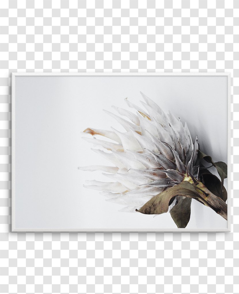 Protea Cynaroides Work Of Art Poster - Wing - Product Border Transparent PNG