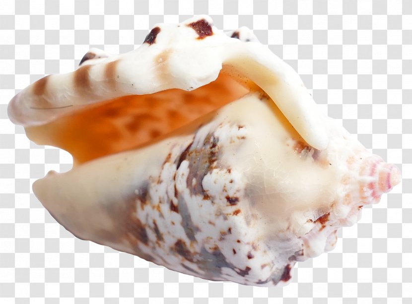 Ice Cream Seashell - Conch - Sea Shell Transparent PNG