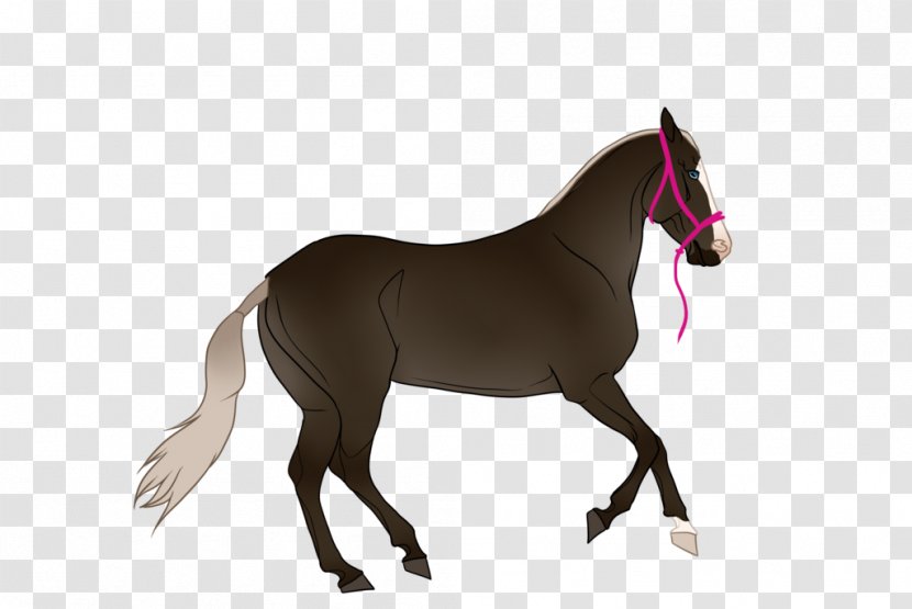 Foal Stallion Mustang Mare Colt - Horse Supplies Transparent PNG