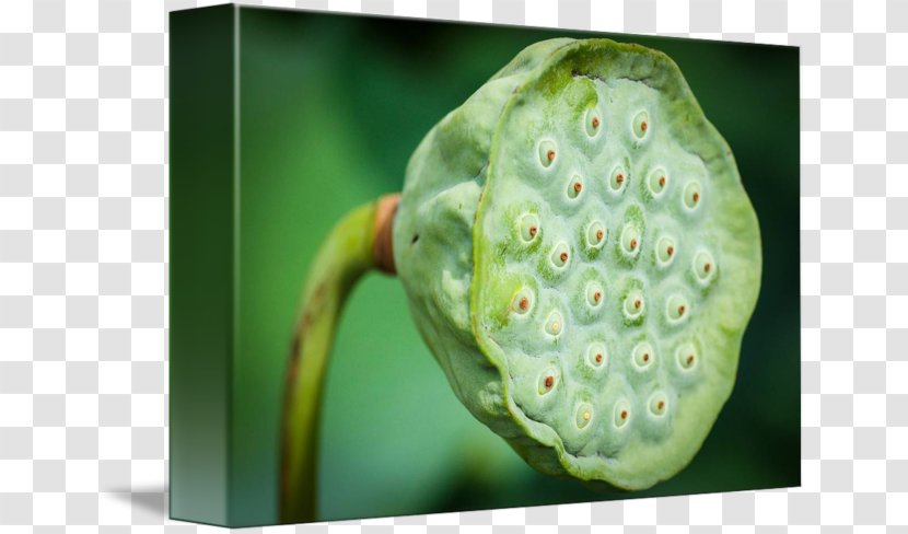 Lotus Seed Nelumbo Nucifera Trypophobia Plant Pathology - Morinda - Seeds Transparent PNG