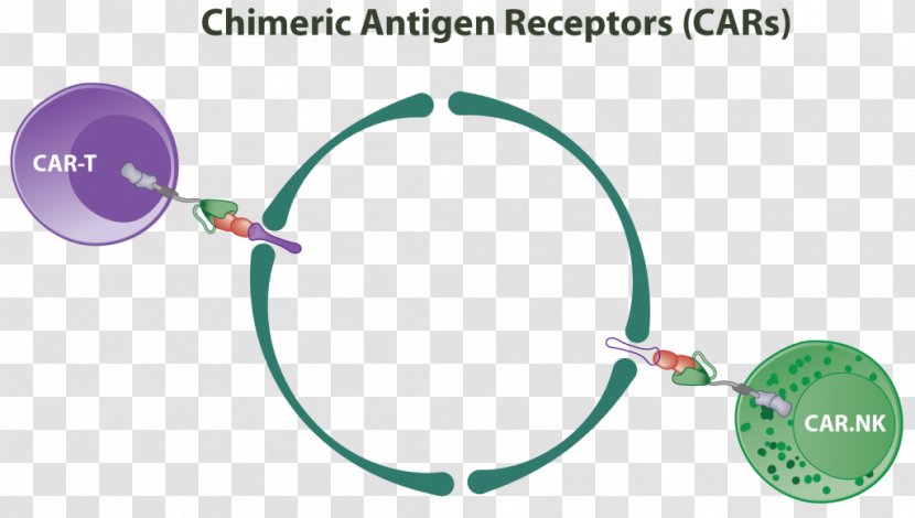 Chimeric Antigen Receptor Natural Killer Cell T - Immunotherapy - Chimera Transparent PNG
