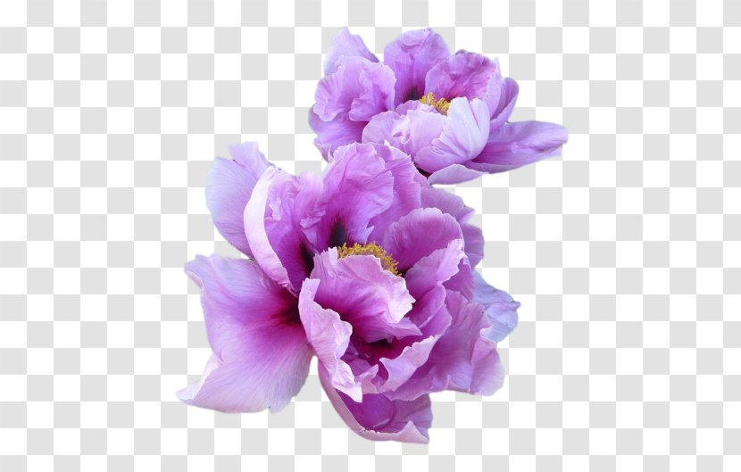 T-shirt Paper Lavender Flower Peony - Iris Family - Peonies Transparent PNG