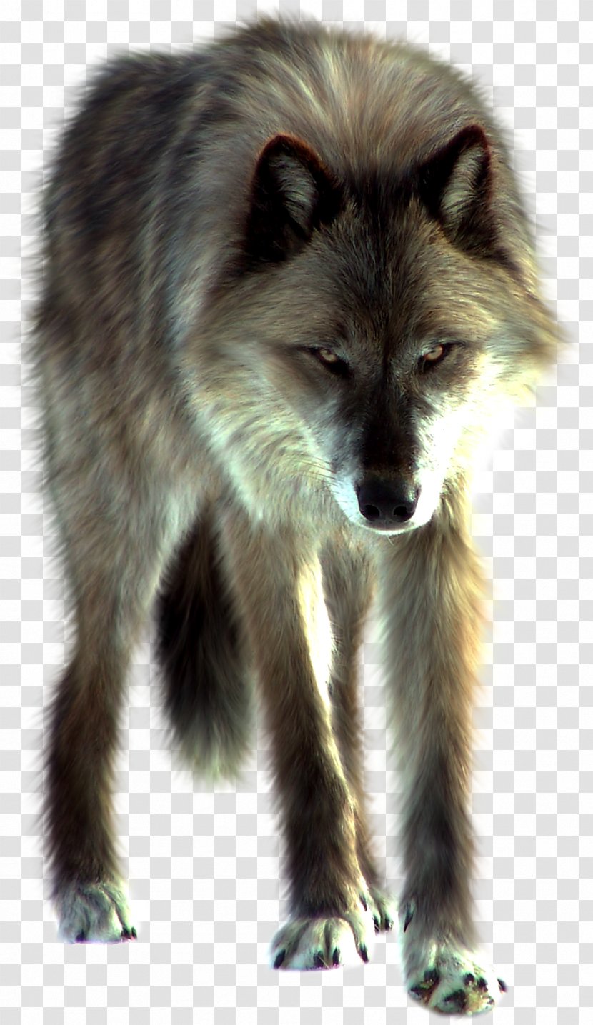 Arctic Wolf Download Clip Art - Black Transparent PNG