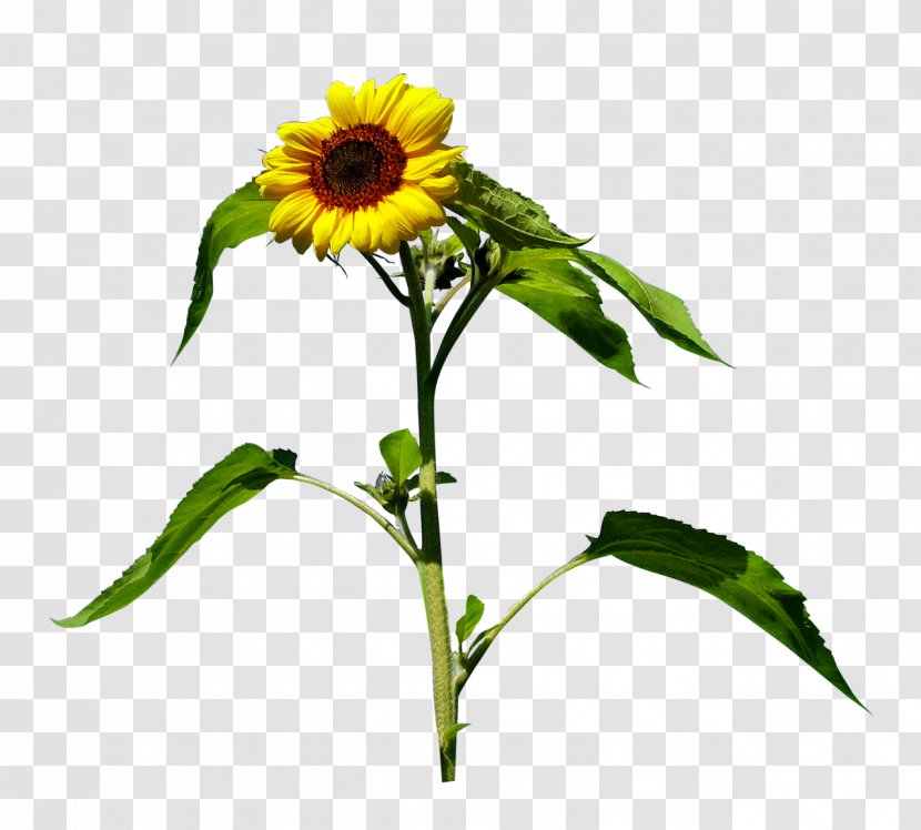 Common Sunflower Yellow Clip Art - Cut Flowers Transparent PNG