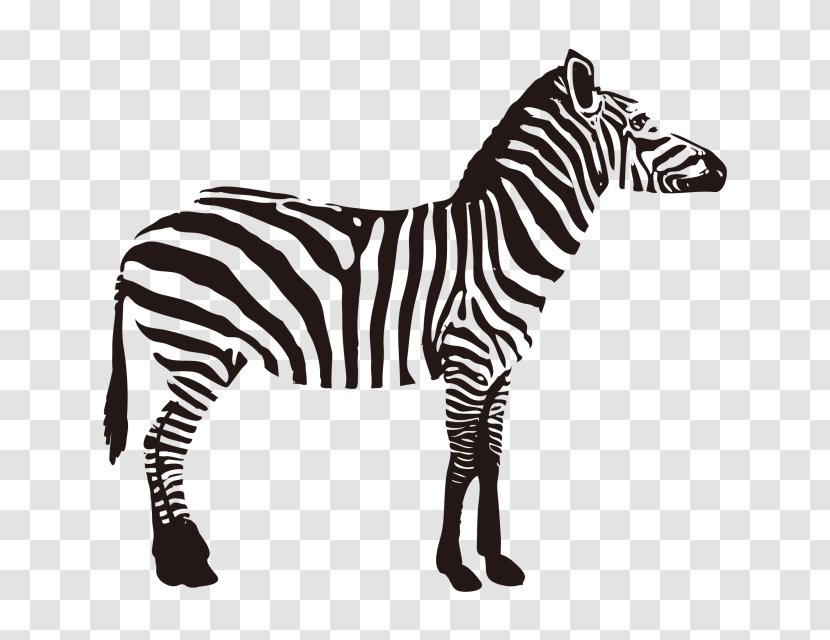Quagga Zebra Fauna Of Africa Animal - Painting Transparent PNG