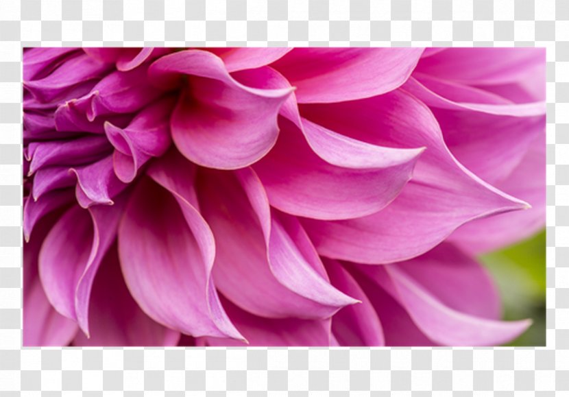 Stock Photography Floral Design Petal Flower Transparent PNG