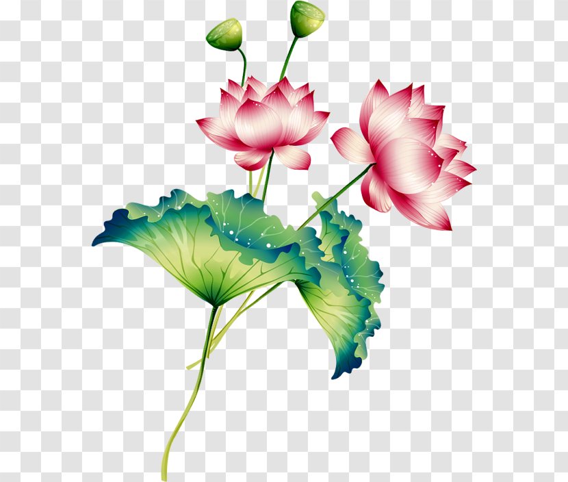 Nelumbo Nucifera Clip Art - Flowering Plant - Lotus Pictures Transparent PNG