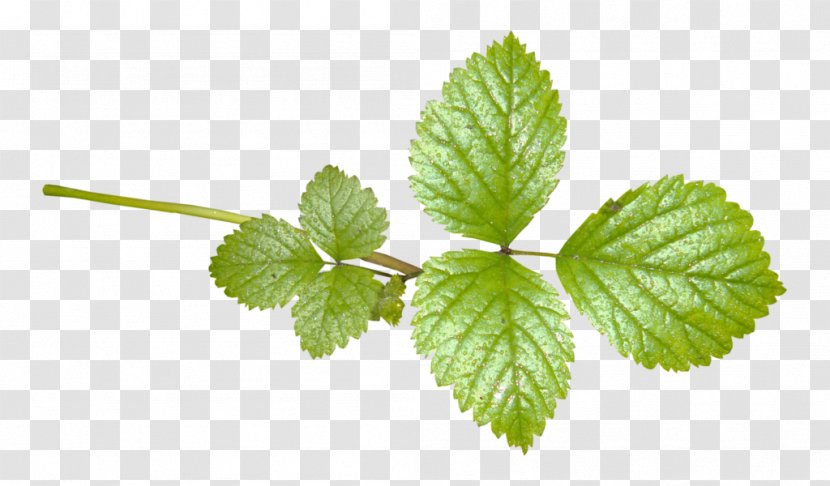 Peppermint Spearmint Lemon Balm Herb Leaf - Menthol Transparent PNG