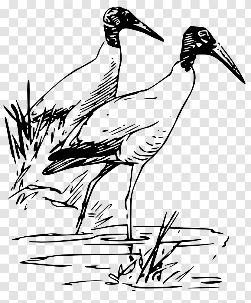 Bird Drawing Wood Stork Ibis Clip Art Transparent PNG