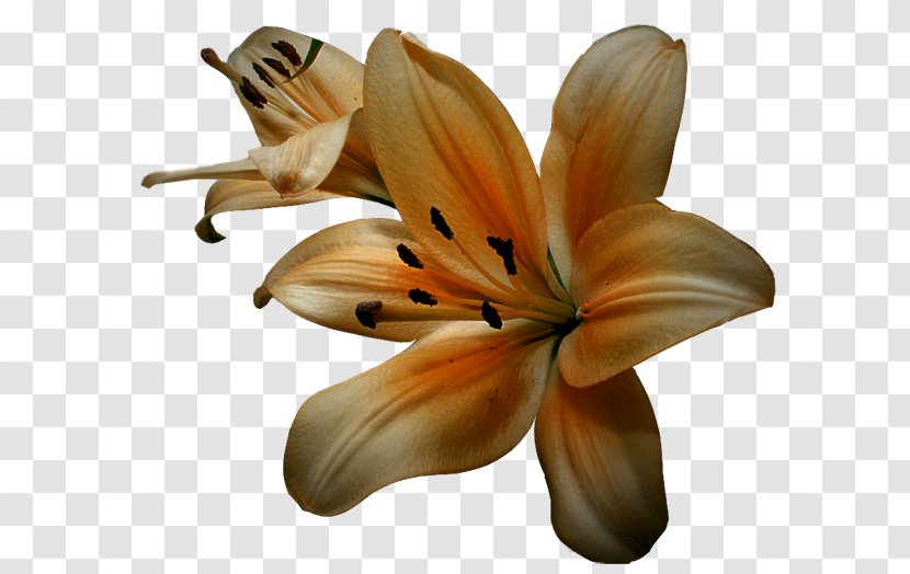 Flower Tulip Material Clip Art - Lily - Floral Decorative Pattern Vector Transparent PNG