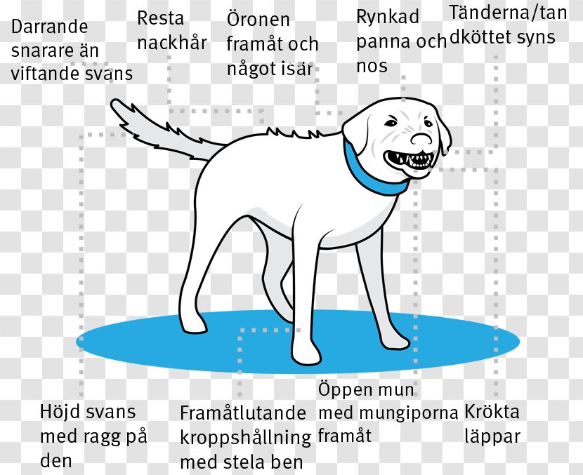 Dog Breed Puppy Retriever Aggression - Drawing - Body Language Transparent PNG