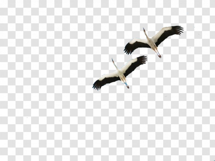 Crane Bird Icon Transparent PNG