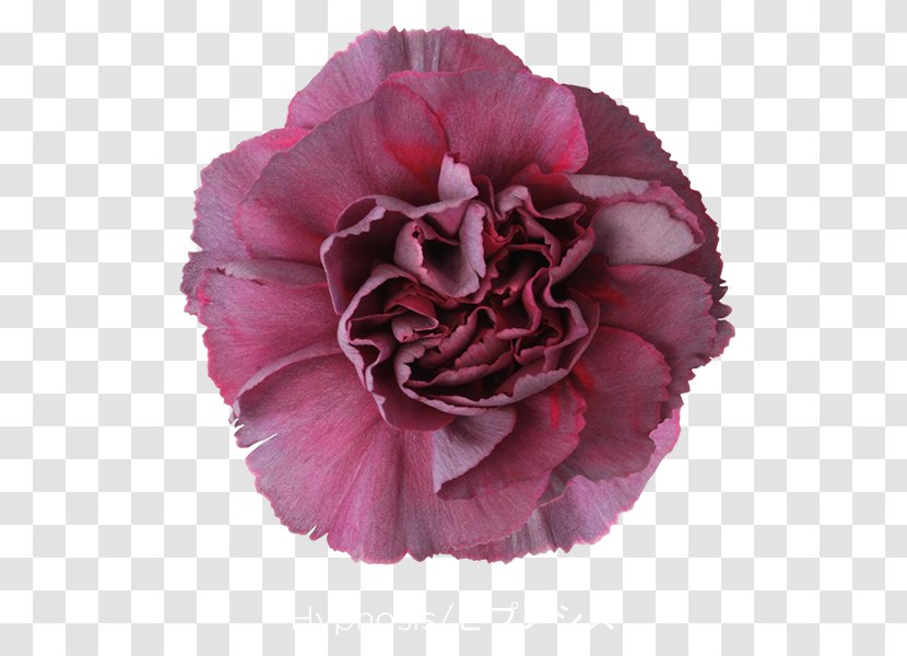 Carnation Cut Flowers Pink Violet - Peony - CARNATION Transparent PNG