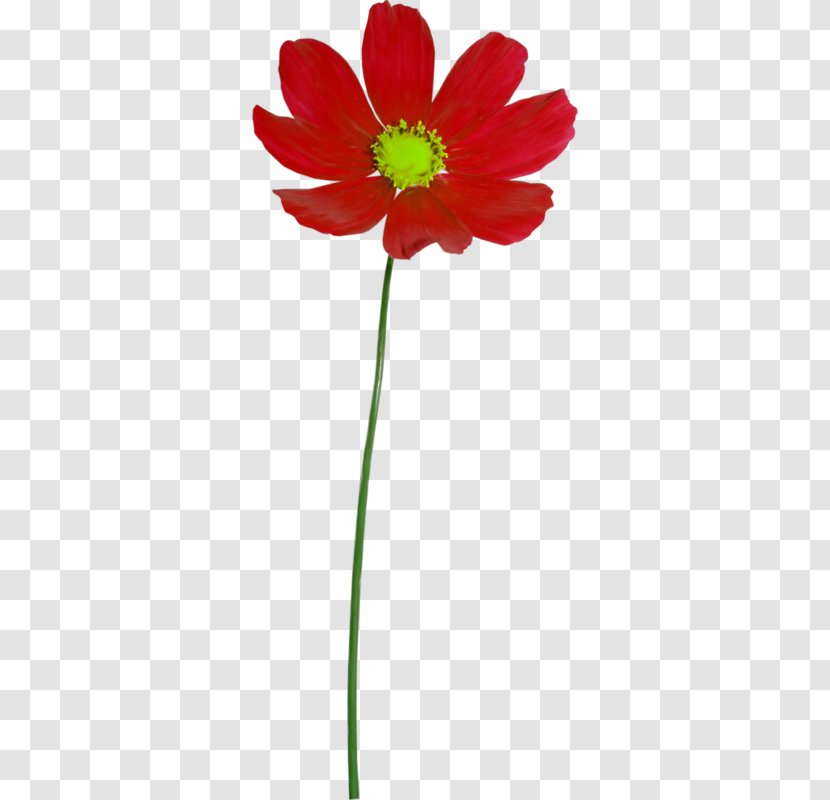 Clip Art - Flower - Petal Transparent PNG