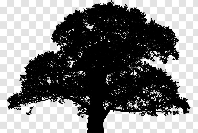 English Oak Tree Sessile Plant Transparent PNG