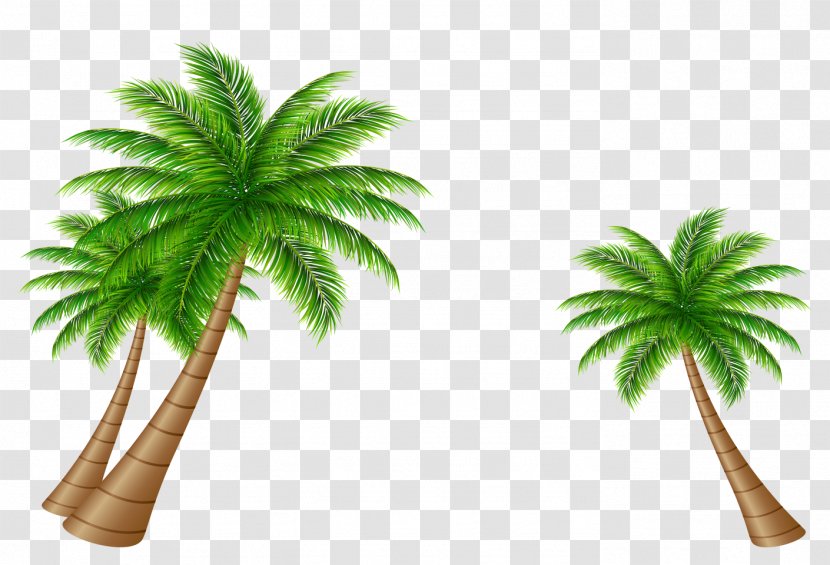 Arecaceae - Palm Tree - Asymmetric Coconut Vector Transparent PNG