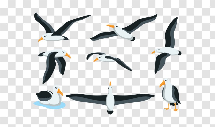 Penguin Albatross Drawing Transparent PNG