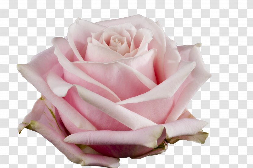 Garden Roses Cabbage Rose Floribunda Pink Avalanche Cut Flowers - Basketball - Close Up Transparent PNG