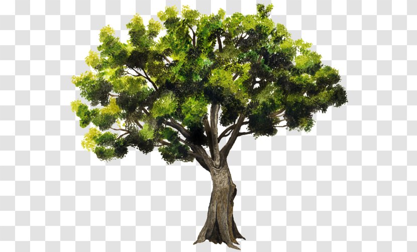 Branch Accroforest Peyrins Tree Pointleaf Manzanita Ehretia Tinifolia - Houseplant Transparent PNG
