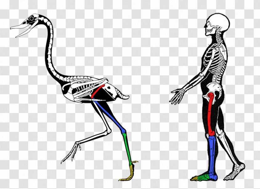 Comparative Anatomy Vertebrate Biology Evidence Of Common Descent - Frame Transparent PNG