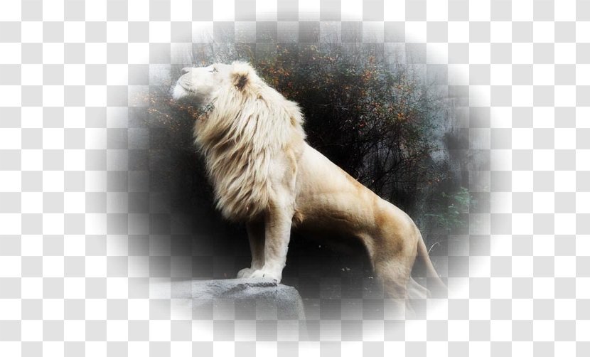 White Lion Tiger Desktop Wallpaper Image Cat Transparent PNG