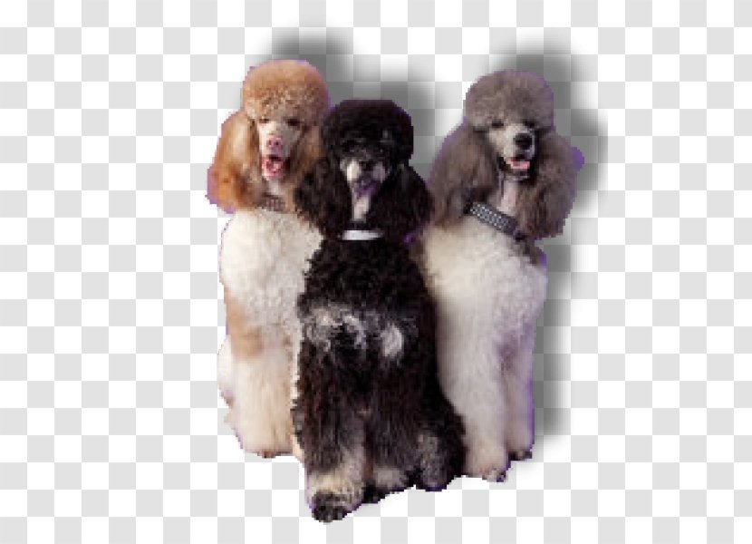 Standard Poodle Miniature Toy Barbet - Dog Breed Group - Puppy Transparent PNG