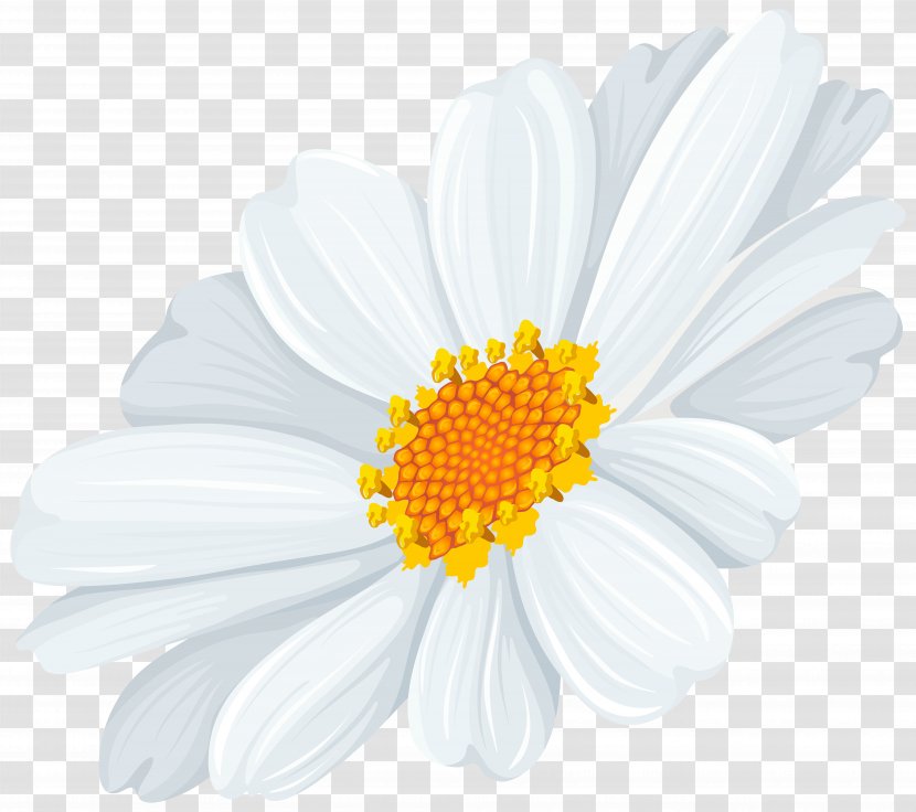 Common Daisy Oxeye Clip Art - Friday Of Sorrows - White Transparent Image Transparent PNG