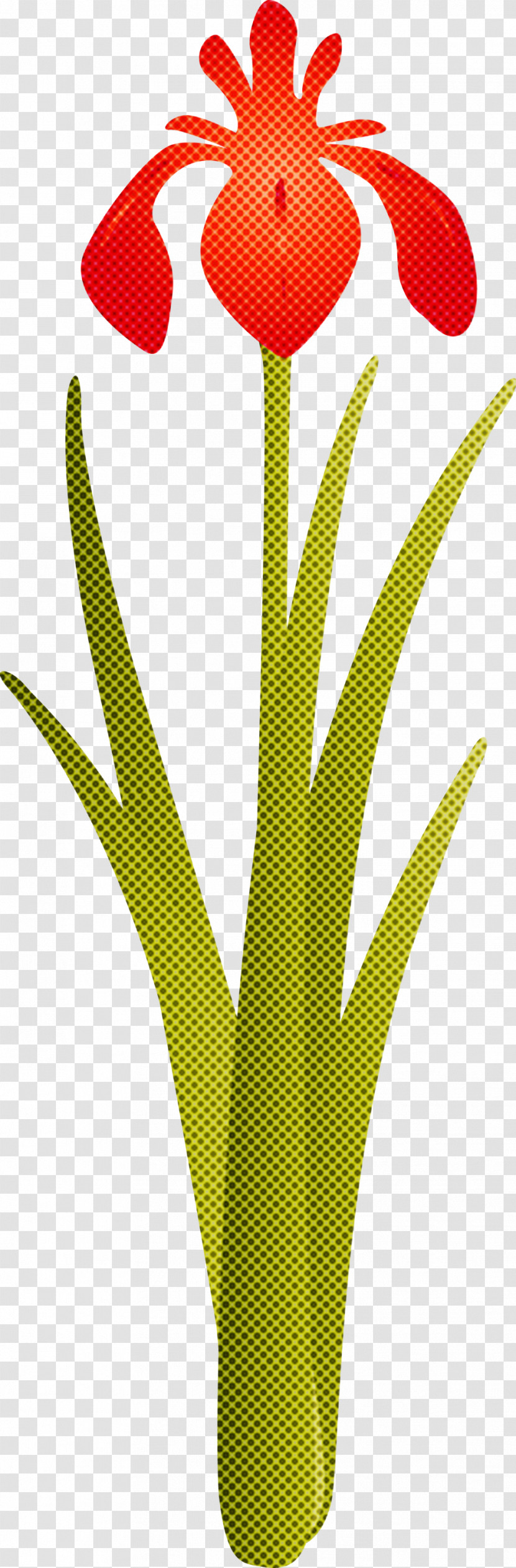Iris Flower Spring Flower Transparent PNG