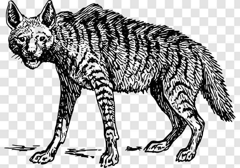 Striped Hyena Spotted Scavenger Clip Art Transparent PNG